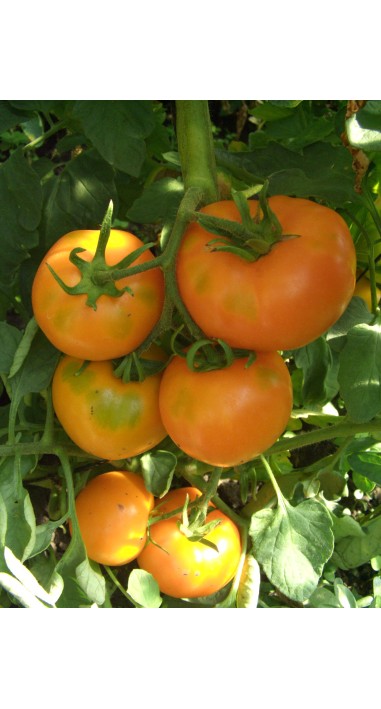 Томат Руслан