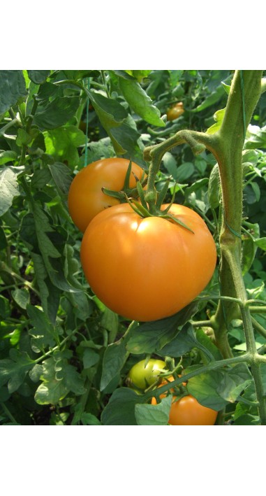 Томат Руслан