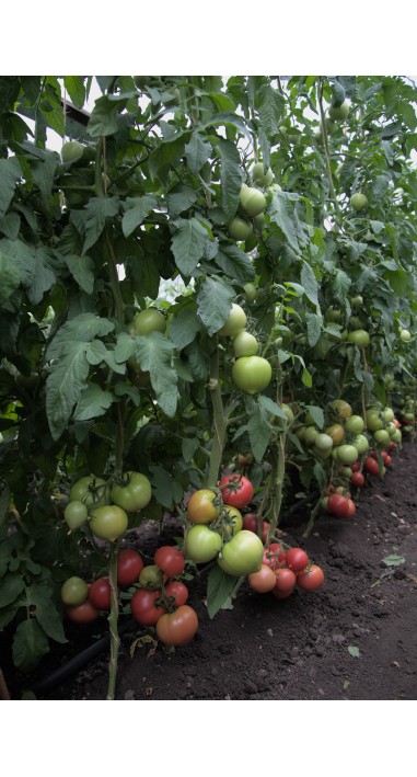 Томат Санрайз F1