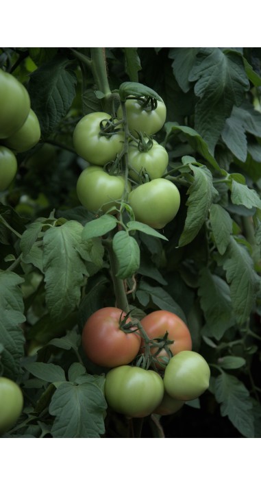 Томат Санрайз F1