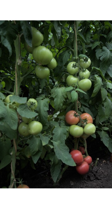 Томат Санрайз F1