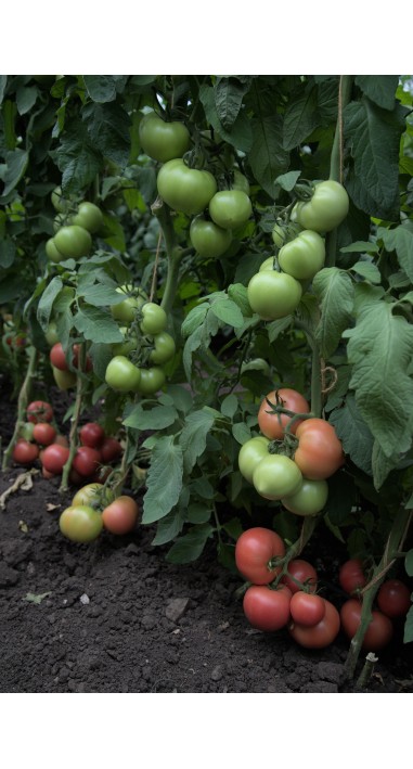 Томат Санрайз F1