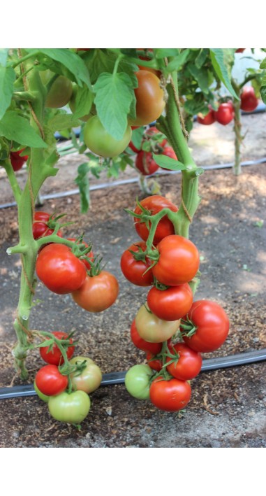 Томат Санріко F1