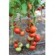 Томат Санріко F1