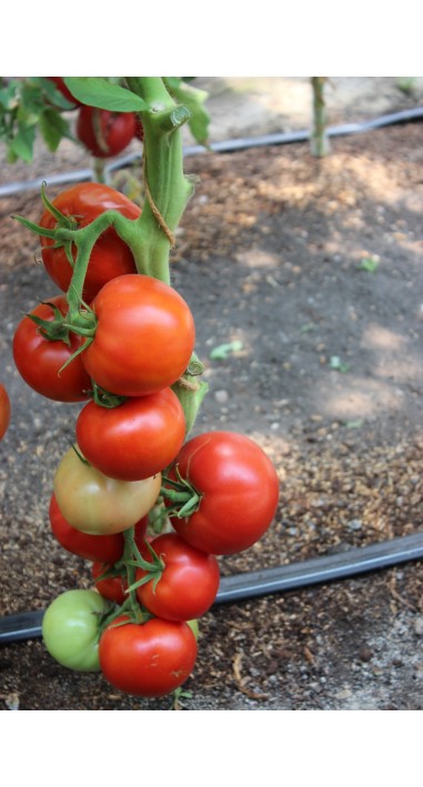 Томат Санріко F1