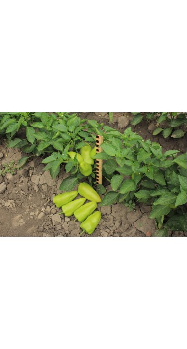 Перець Санспеір