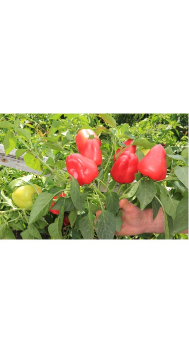 Перець Санспеір