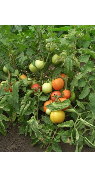 Томат Санька