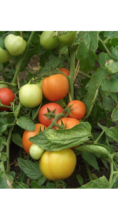 Томат Санька