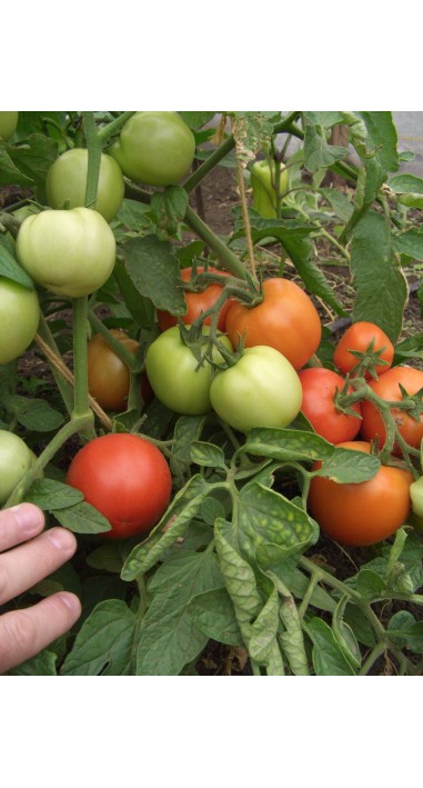 Томат Санька