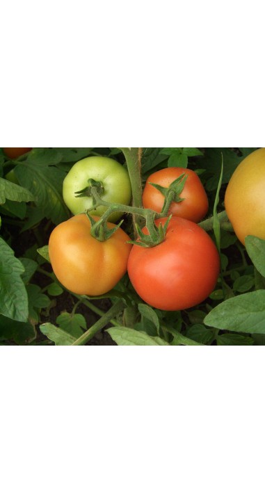 Томат Санька