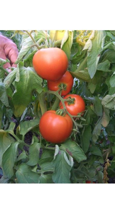 Томат Соломон F1