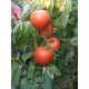 Томат Соломон F1