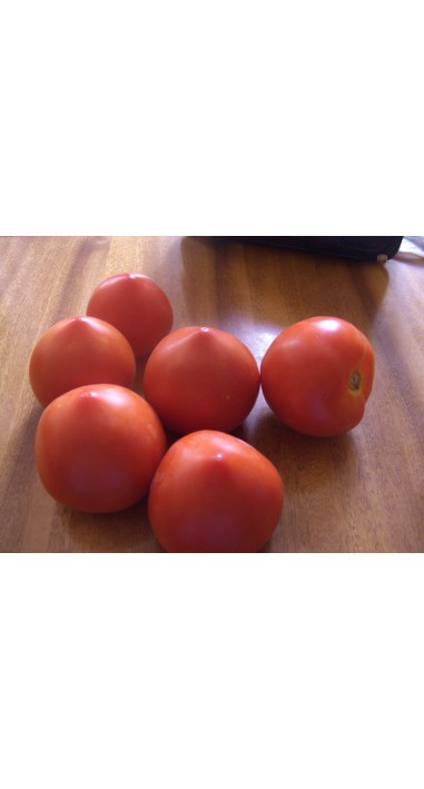 Томат Соломон F1