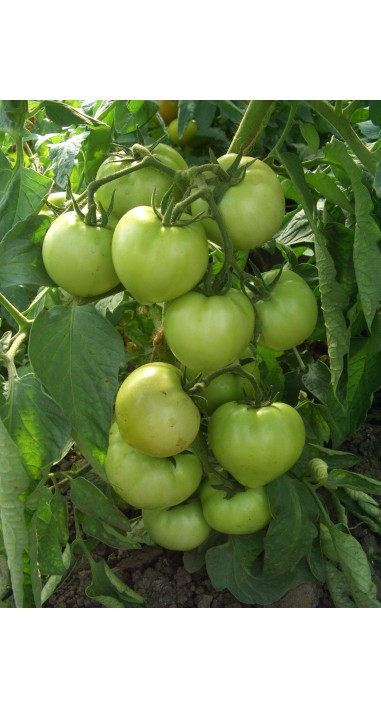 Томат Соломон F1