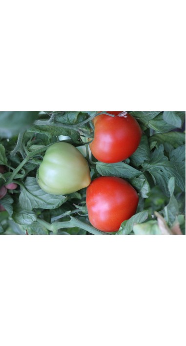 Томат Соломон F1