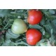 Томат Соломон F1