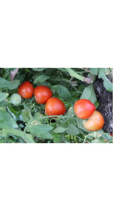 Томат Соломон F1