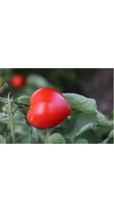 Томат Соломон F1