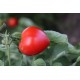 Томат Соломон F1