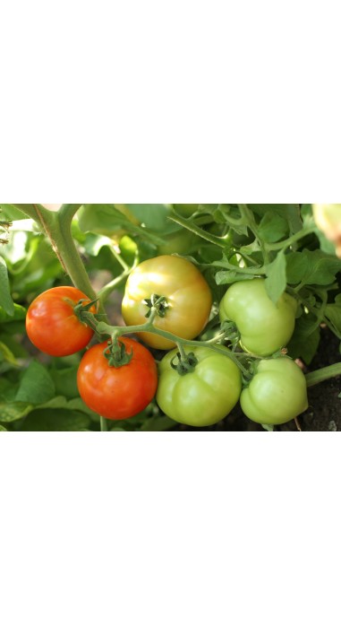 Томат Соломон F1