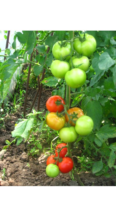 Томат Сольвіта F1