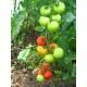 Томат Сольвіта F1