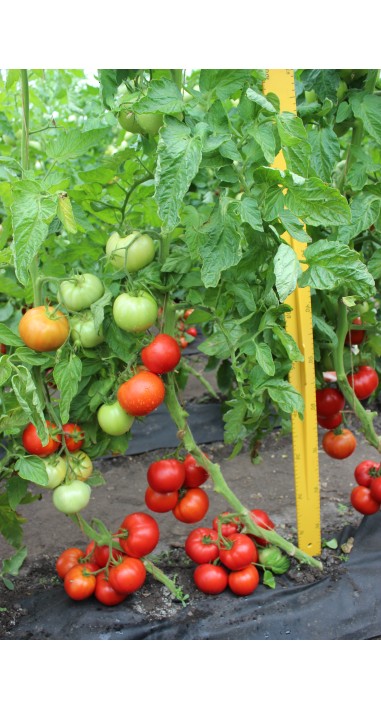 Томат Сольвіта F1