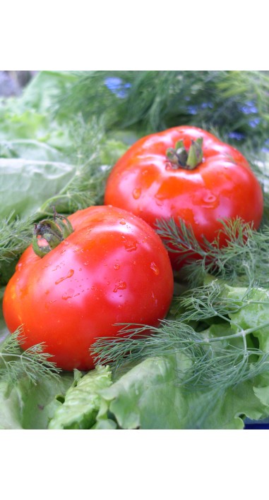 Томат Спартак