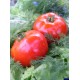 Томат Спартак