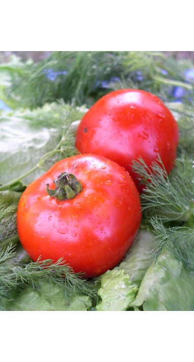 Томат Спартак