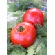 Томат Спартак