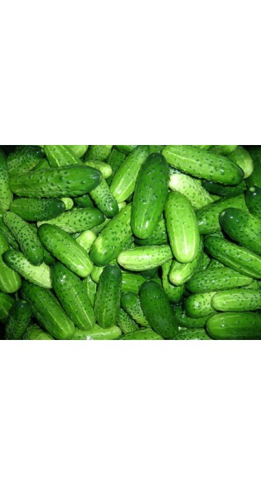 Огірок Фенікс - 640