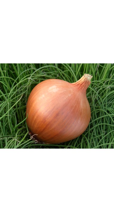 Цибуля Халцедон