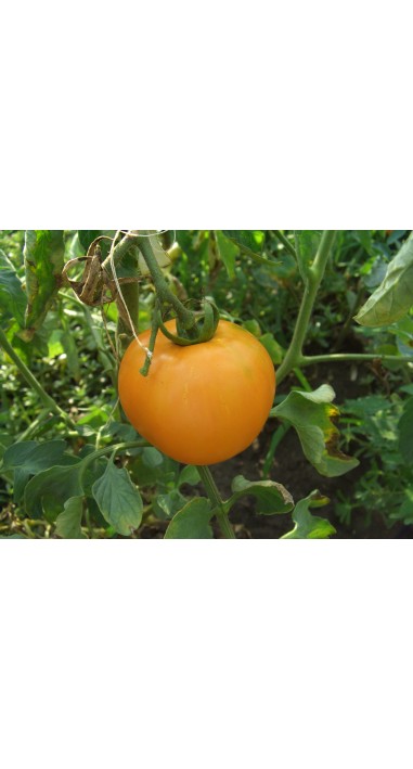 Томат Хурма