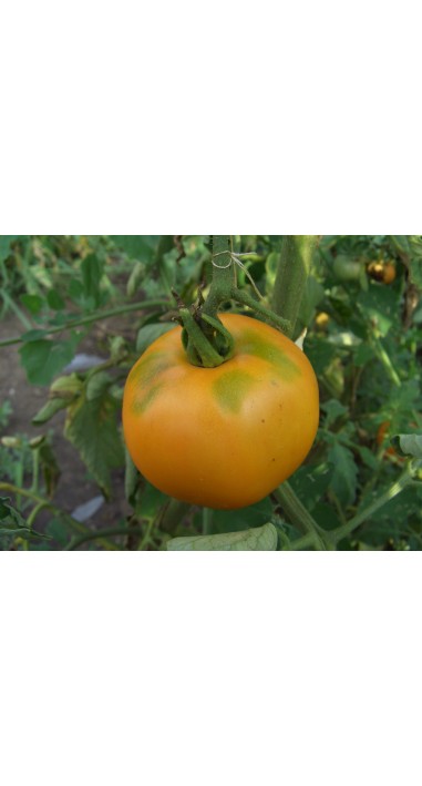 Томат Хурма