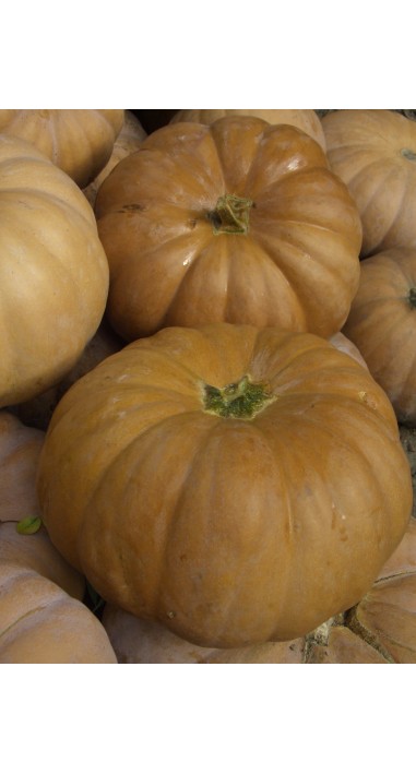 Гарбуз Чарівниця