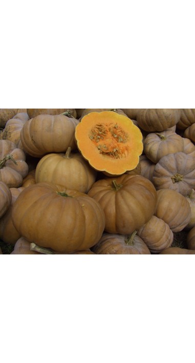 Гарбуз Чарівниця