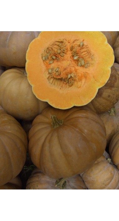 Гарбуз Чарівниця