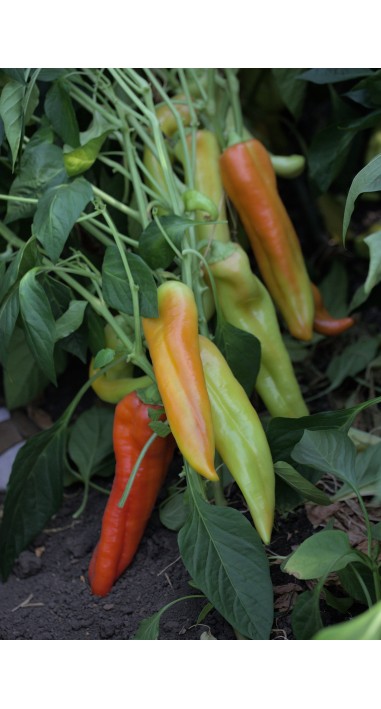 Перець Червоний Ріг