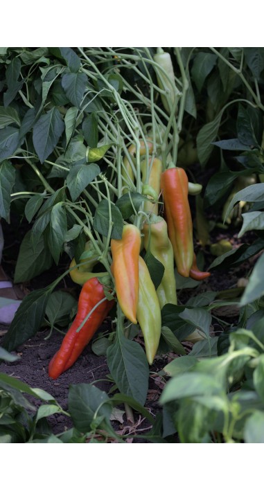 Перець Червоний Ріг