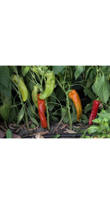 Перець Червоний Ріг