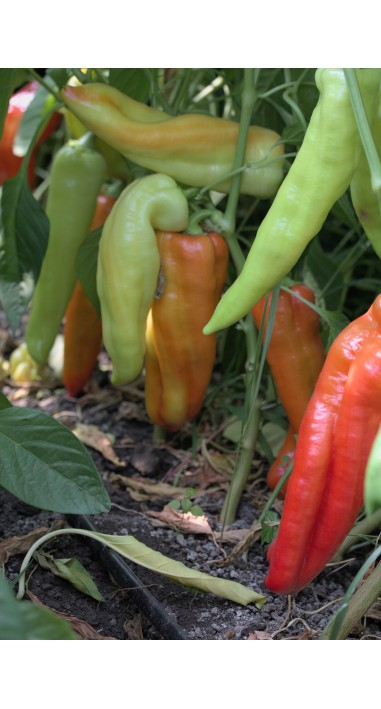 Перець Червоний Ріг