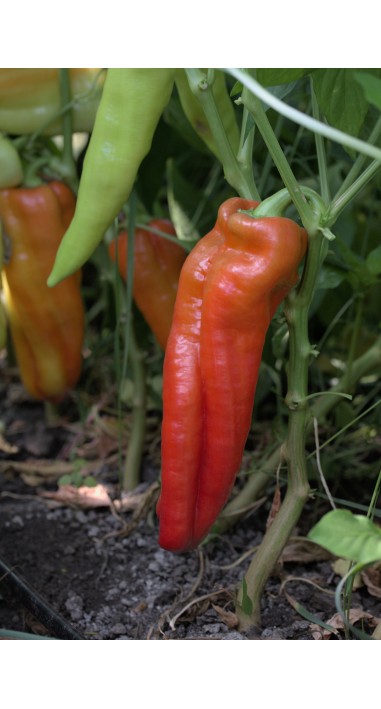 Перець Червоний Ріг