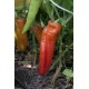 Перець Червоний Ріг