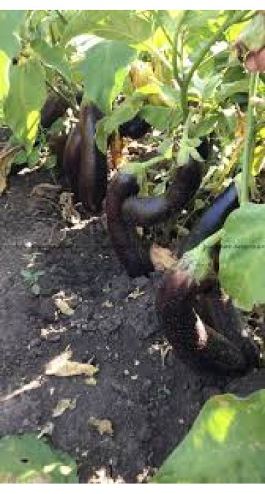 Баклажан Черниш F1