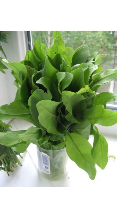 Щавель Широколистий