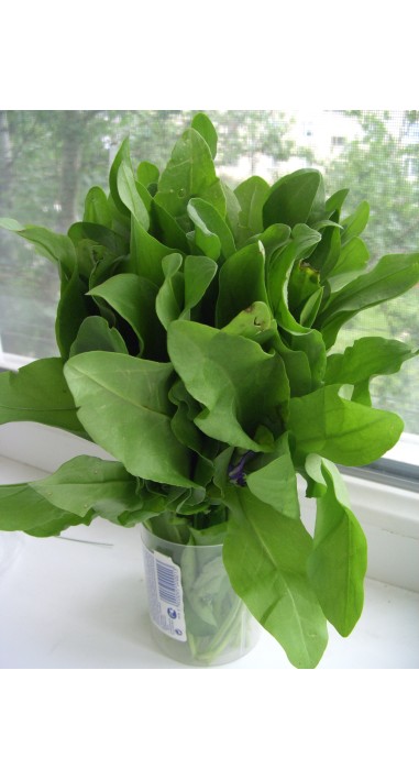 Щавель Широколистий