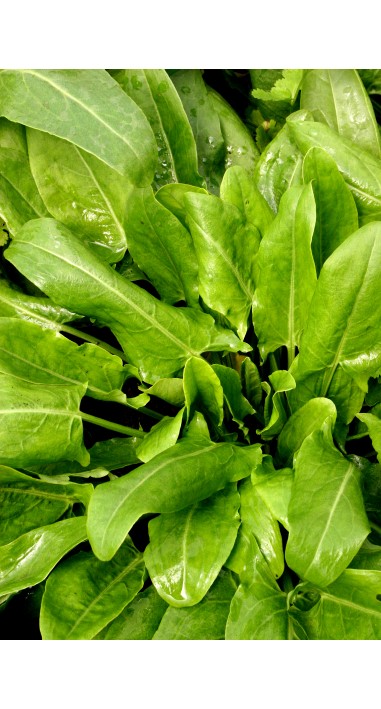 Щавель Широколистий