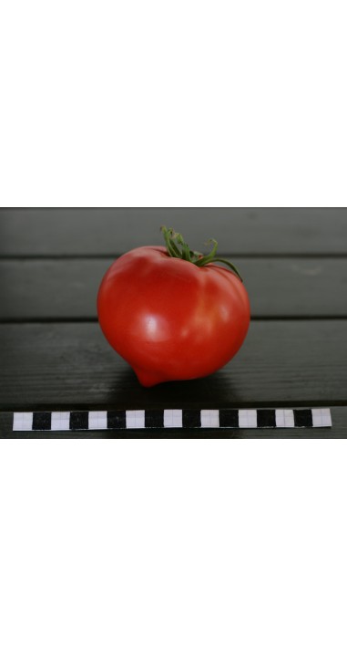 Томат Юдекс F1